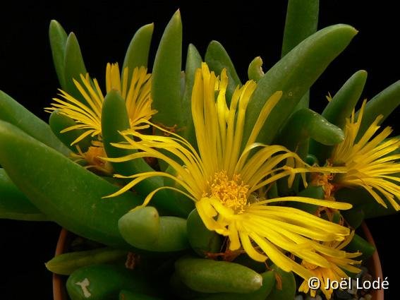 Glottiphyllum regium ©JL P1230767